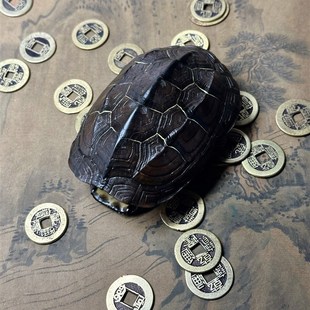 【差生文具多系列】天然金钱线龟壳完整爻卦道具摆件