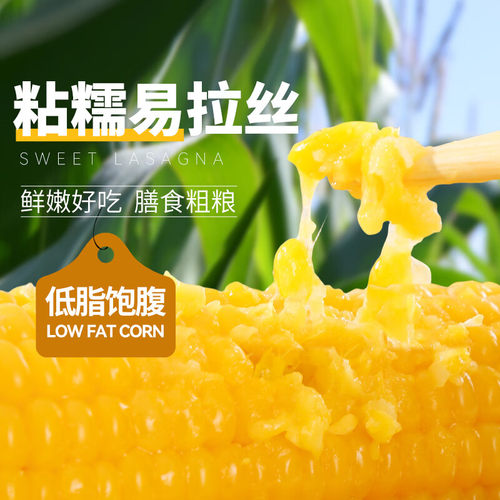 2025年头茬新玉米 东北黄玉米10支*200g软糯香甜独立真空包装