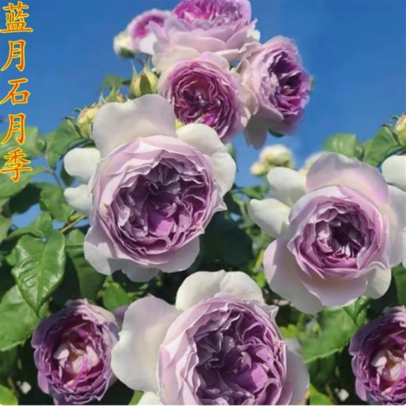 精品欧洲灌木月季花苗阳台盆栽庭院特大花玫瑰浓香耐寒植物四季开,鲜花速递/花卉仿真/绿植园艺,绣球/木绣球/木本植物,淘宝优惠券,粉丝福利购,淘宝优惠卷