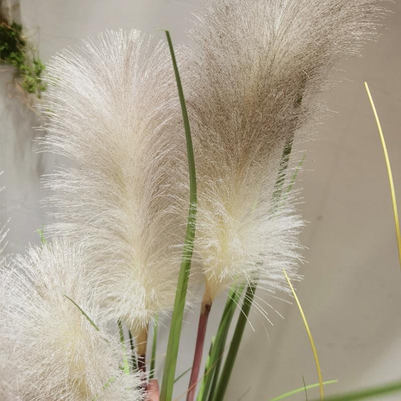 高档芦苇草真花盆栽假05210树室家地居绿植物橱窗内造景仿落摆件
