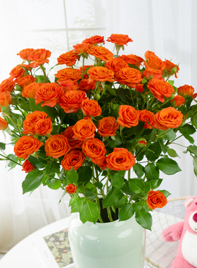 浪漫甄选（橙色芭比多头玫瑰）云南鲜花 任意两单升级冷链