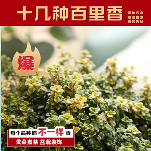 食用百里香盆栽柠檬法国桃花百里香肉类腌渍西餐料理阳台盆栽植物