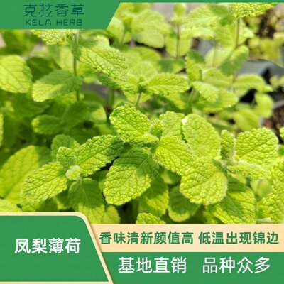 花叶凤梨薄荷可食用新鲜盆栽