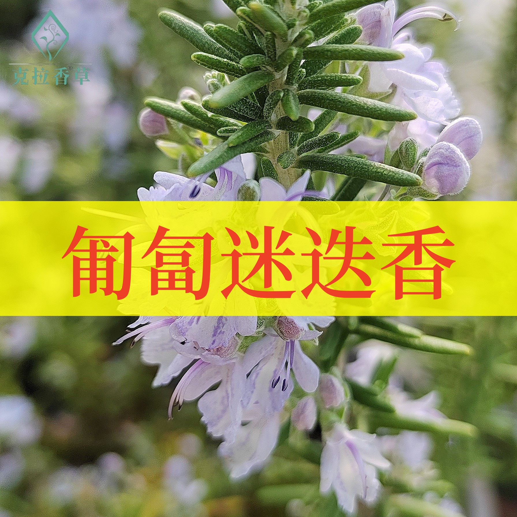 匍匐迷迭香食用芳香开花小机器