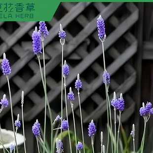 羽叶薰衣草多年生香草植物盆栽克拉香草普罗旺斯浪漫的爱情切花