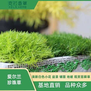 爱尔兰珍珠草不可食用苔藓地被草坪多年生地被植物盆栽克拉香草