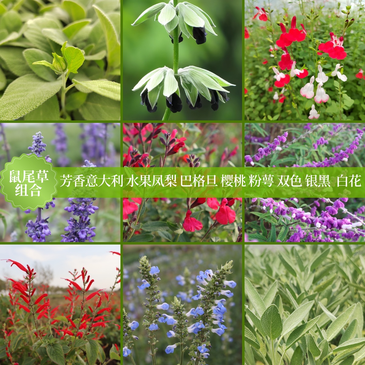 鼠尾草盆栽阳台庭院四季好养食用