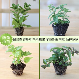 32种薄荷小苗合集 泡水煮茶调酒 留兰香香蜂草糖果苹果摩洛哥胡椒