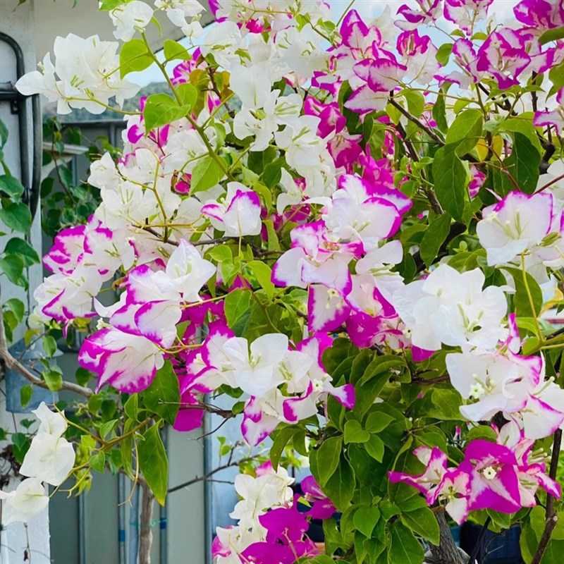 椰子冰三角梅飘枝爬藤垂s钓阳台的勤花品种四季开花原生多色复色