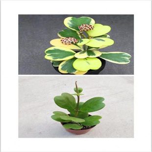 心叶球兰心型叶片爬藤球兰锦攀藤垂吊会开花情人花 心形多肉植物