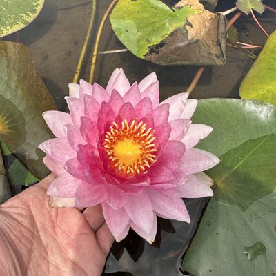 进口耐寒睡莲花苗 纳塔蒙 成品睡莲水培植物带花苞发货