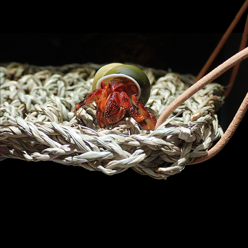 寄居蟹多尺寸吊床~爬宠吊床小号藤编三角长方形带挂钩攀爬造景,宠物/宠物食品及用品,爬宠躲避/造景,淘宝优惠券,粉丝福利购,淘宝优惠卷