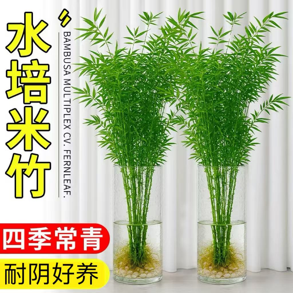 水培米竹客厅绿植盆栽室内水培茶室盆景竹室内绿植观音竹水培植物