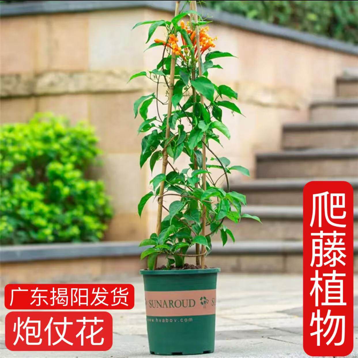 正宗炮仗花苗橙红鞭炮花苗垂挂庭院阳台围栏攀爬植物爬藤盆栽地栽