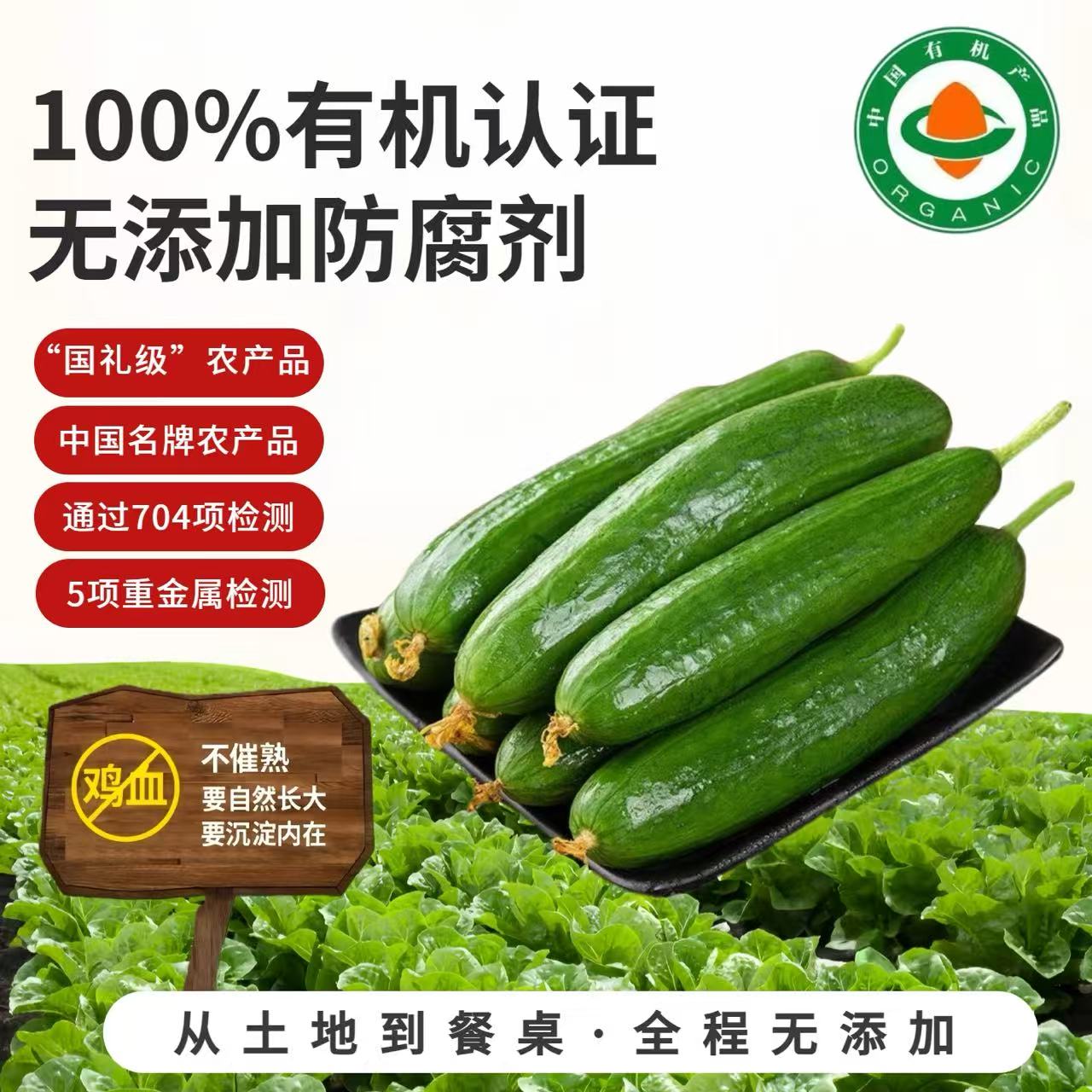 有机水果黄瓜无农残孕妇宝宝即食