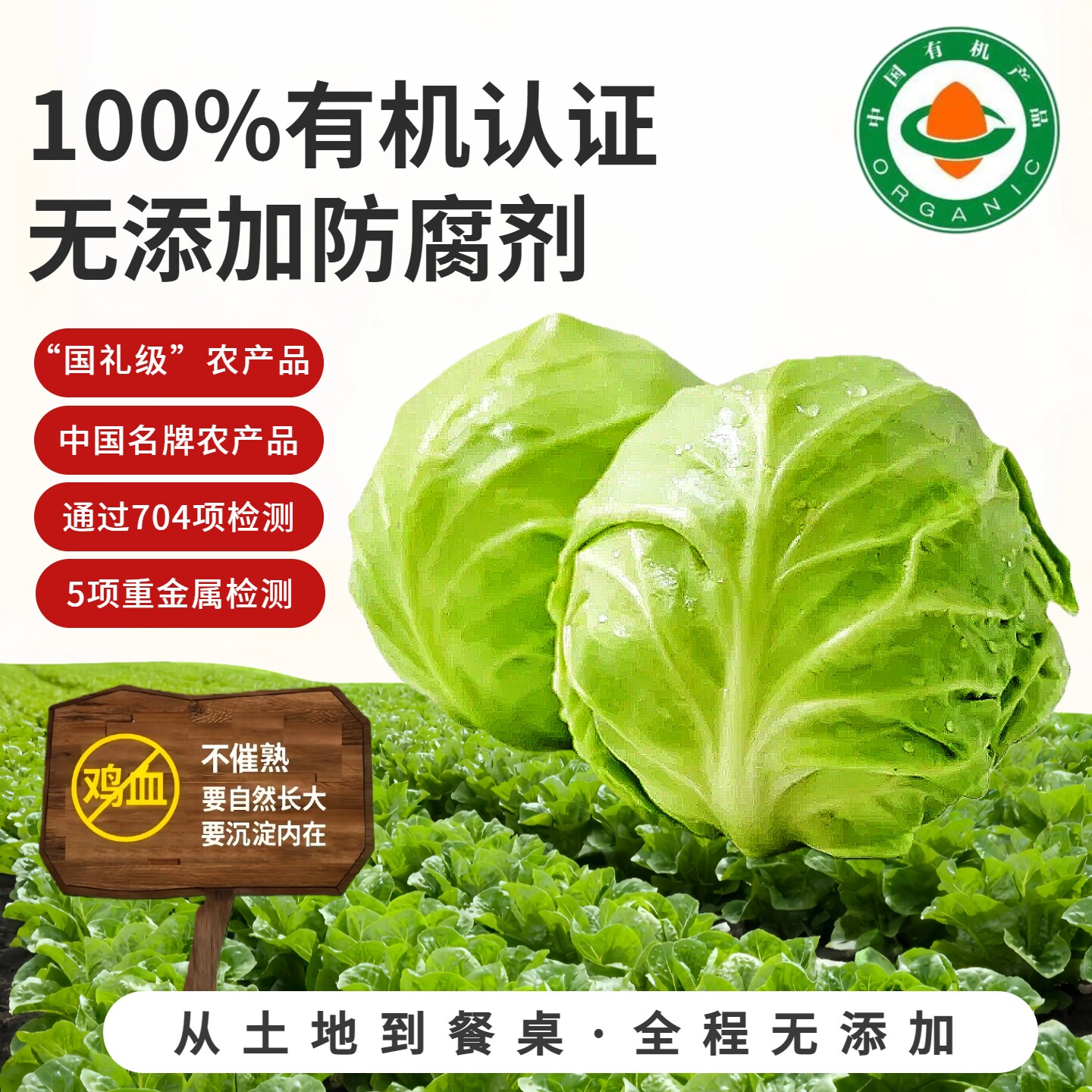 有机认证绿甘蓝无农残包菜