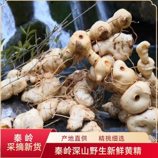 秦岭新鲜野生黄精鸡头黄精甜黄精非九蒸九晒黄精中药材泡水泡酒