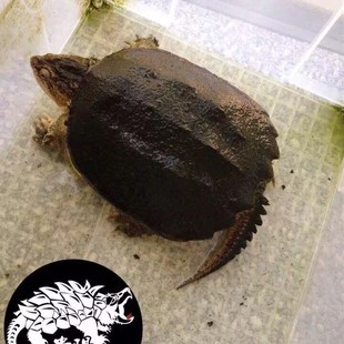 貴陽陳師拟鳄龟 小鳄龟