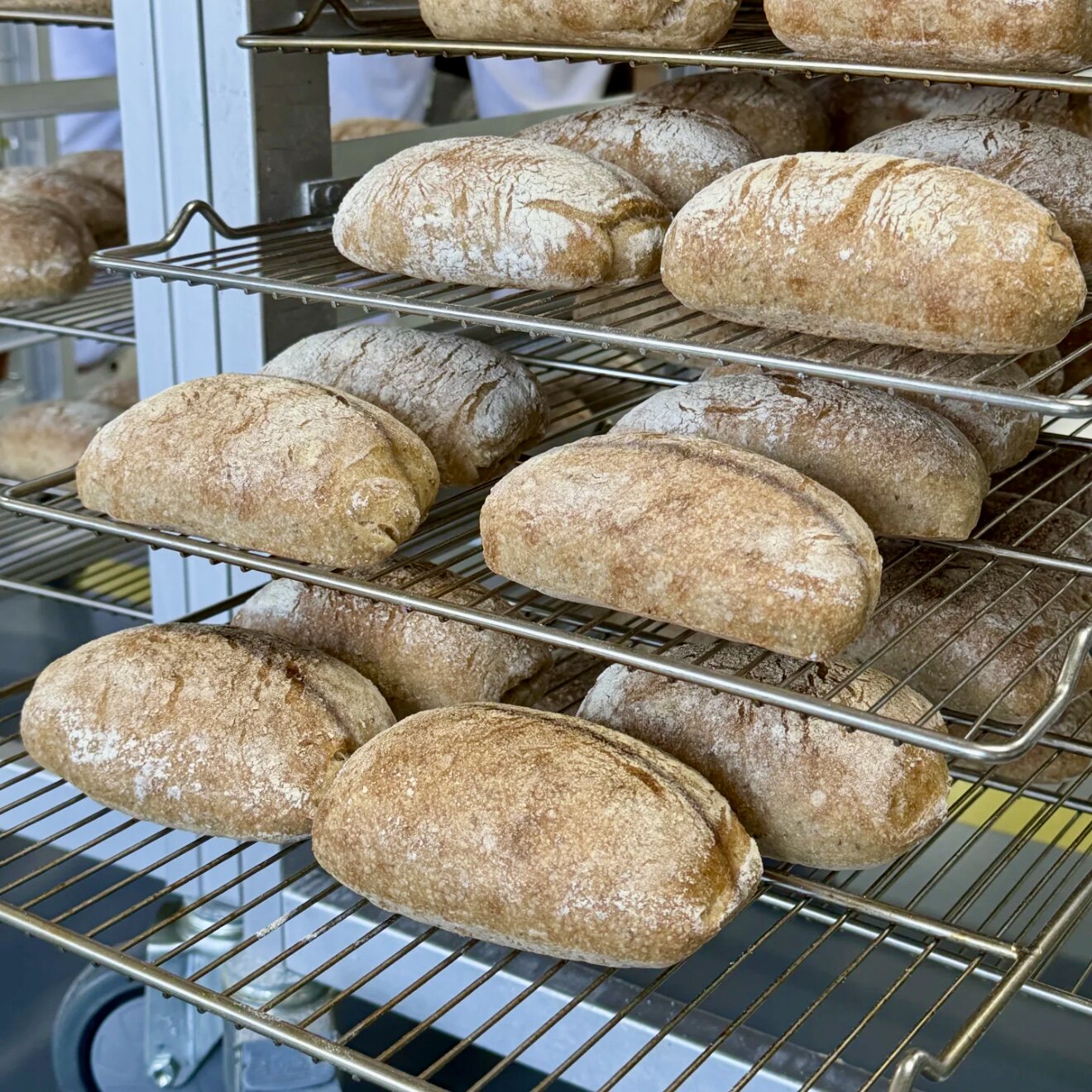 新鲜短保扎实饱腹～粗粮恰巴塔图片