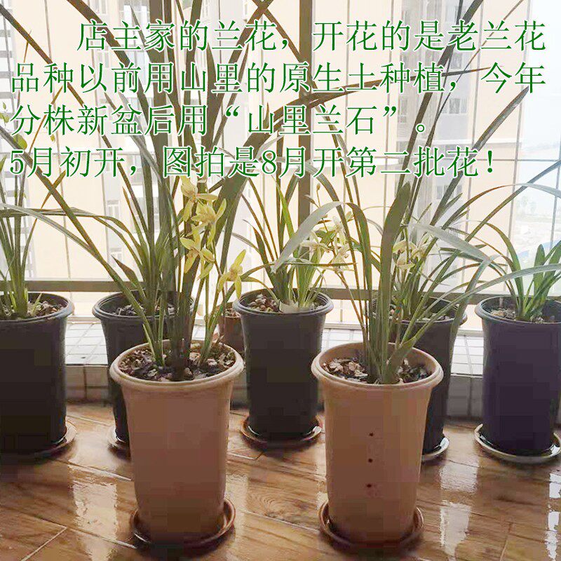 山里兰石兰花专用士兰花植料营养土兰花土兰花石种兰花基质兰科用