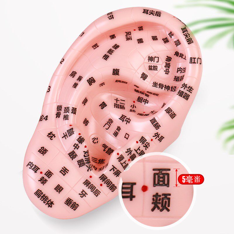 大号耳朵穴位模型高清大字反射区按摩模型教学用具中医学习超清晰