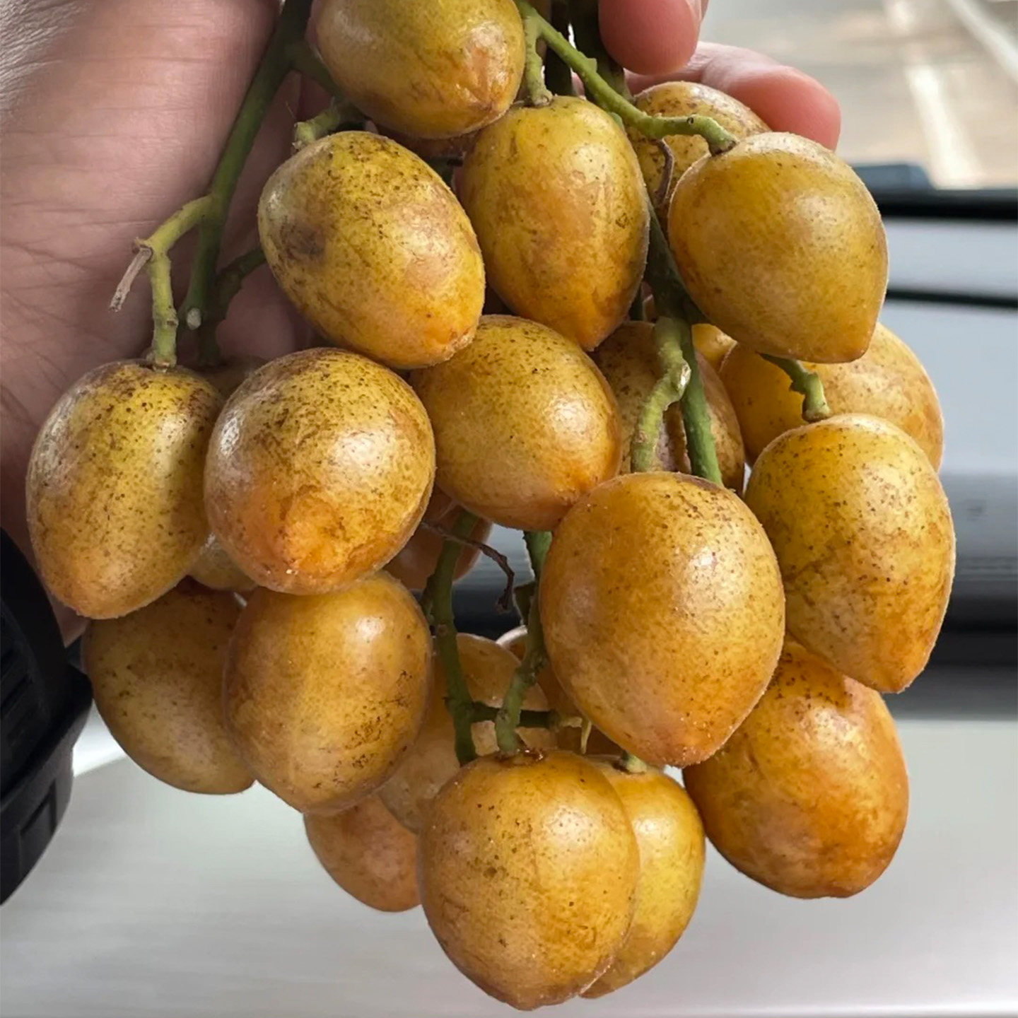 广西黄皮果新鲜鸡心黄皮果新鲜黄皮果当季水果新鲜现摘孕妇水果