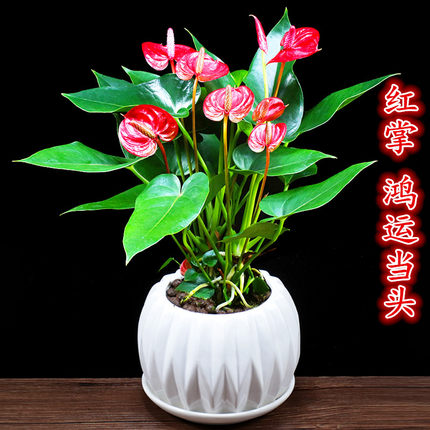 红掌粉掌盆栽办公室内花卉客厅招财植物四季开花开业送礼桌面绿植