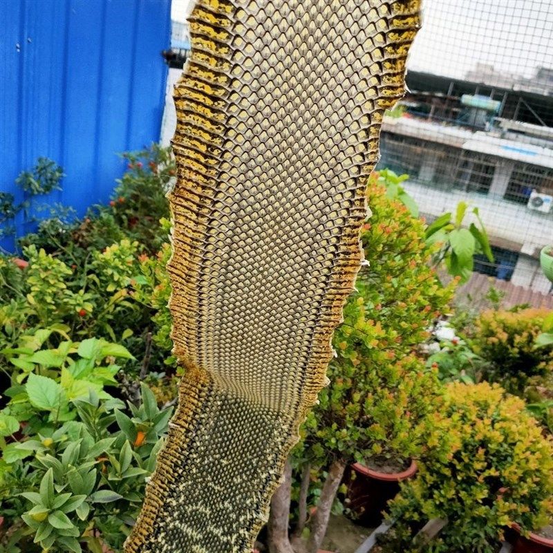 松花蛇皮乐器蒙皮二胡配件整条带花松花蛇皮松花皮二胡专用蛇皮