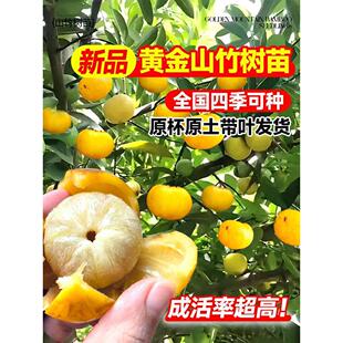 黄金山竹树苗带果庭院盆栽地栽水果树果苗南北方耐寒四季种植嫁接