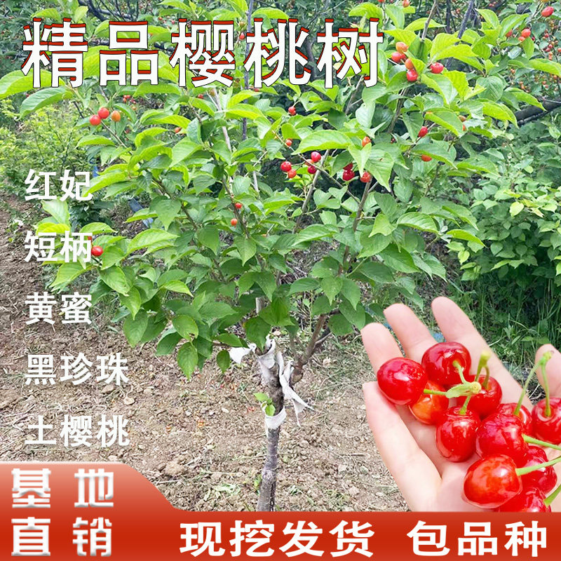 樱桃树大樱桃苗南方红妃樱桃苗老品种土樱桃黑珍珠南北方地栽盆栽