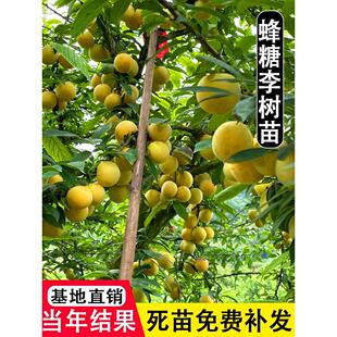 正宗蜂糖李树苗脆甜脱骨李西梅果树盆栽地栽庭院四季种植李子