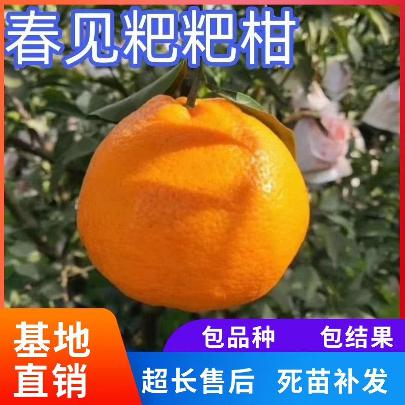 春见耙耙柑树苗南北方盆栽地栽大橘子苗果树果苗嫁接桔子当年结果