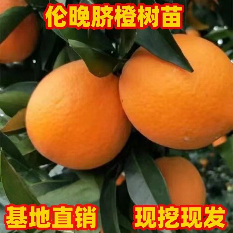 橙子树苗伦晚脐橙树苗南北方庭院种植阳台盆栽果树嫁接苗现挖现发