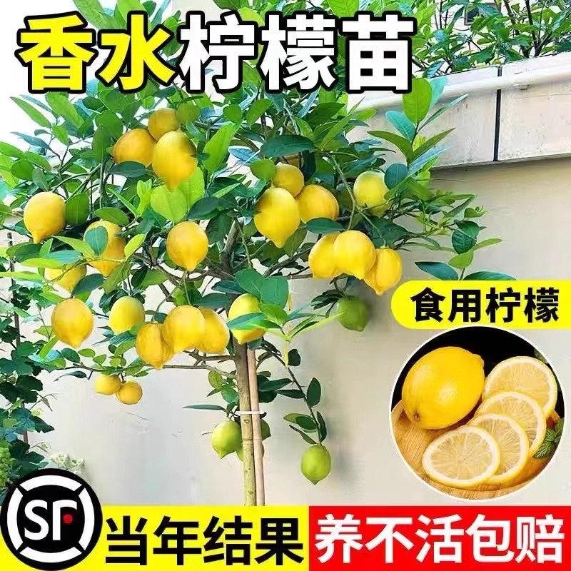 香水柠檬树苗盆栽带果室内室外无籽四季柠檬苗柠檬树果苗耐寒种植