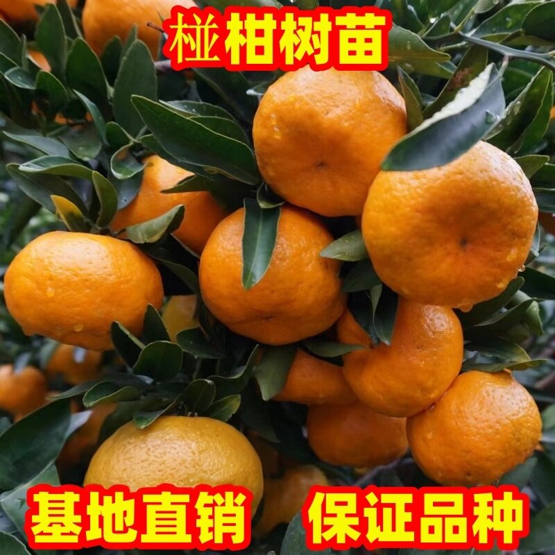 橘子树苗无核大果椪柑苗地栽盆栽特大柑橘树苗南北方种植现挖现发