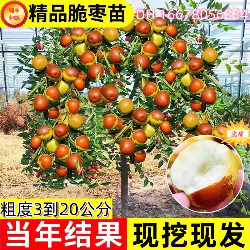 活苗嫁接冬枣地栽果树果苗当年结果北方南方大枣超甜特大庭院
