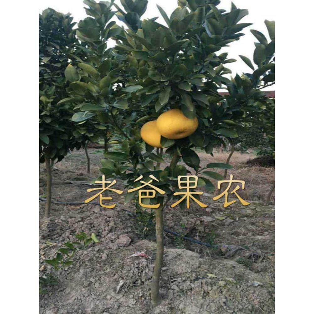正宗玉环文旦楚门柚子树苗/红心蜜柚嫁接果树苗木可盆栽庭院种植