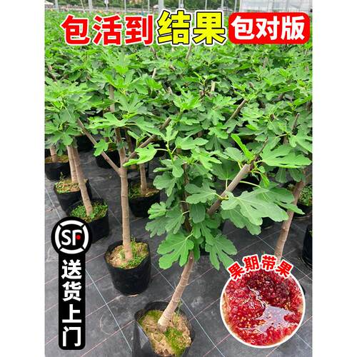 无花果树果苗特大果盆栽树苗南方北方矮化老桩波姬红庭院四季果树