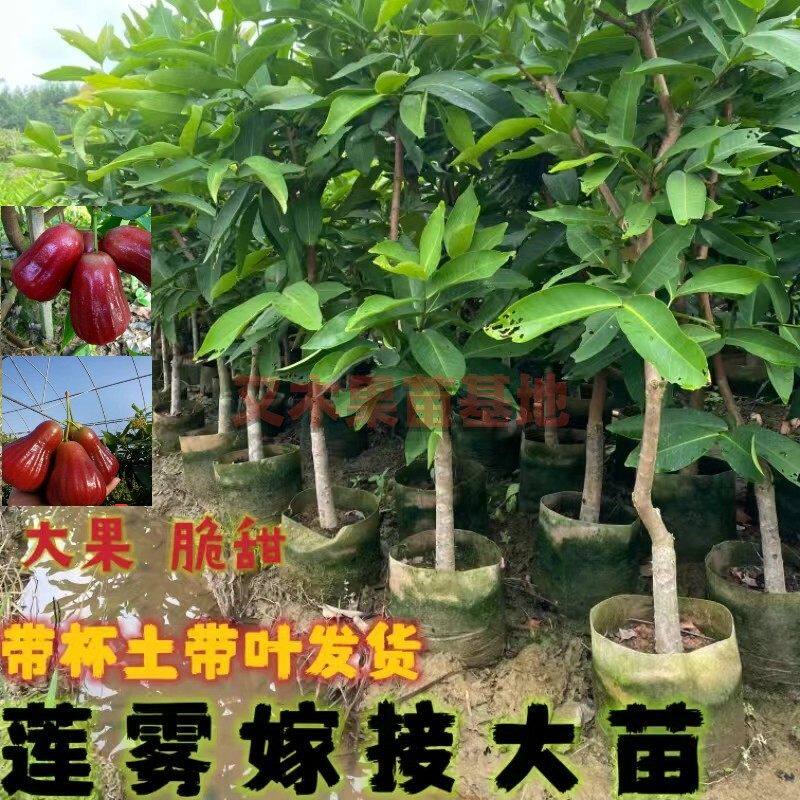 台湾莲雾苗树苗嫁接苗大叶红南方种植地栽盆栽庭院种植