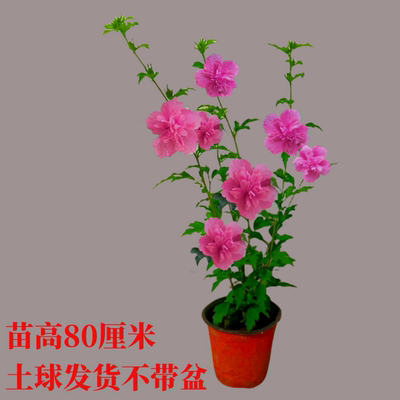 花镜木槿花苗蓝莓冰沙法国红酒馆树薄荷冰沙地栽盆栽庭院观赏植物