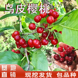 乌皮樱桃苗嫁接黑珍珠樱桃苗南北方地栽盆栽老品种土樱桃活苗种植