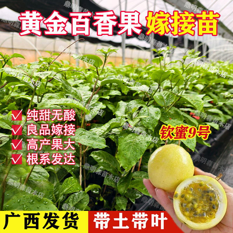 钦蜜9号黄金百香果嫁接树苗 纯甜无酸 四季结果 可盆栽  地栽图片