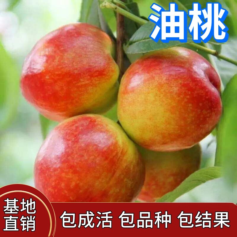 油桃树果苗地载盆栽树南北方庭院阳台种植活苗嫁接苗脆甜当年结果