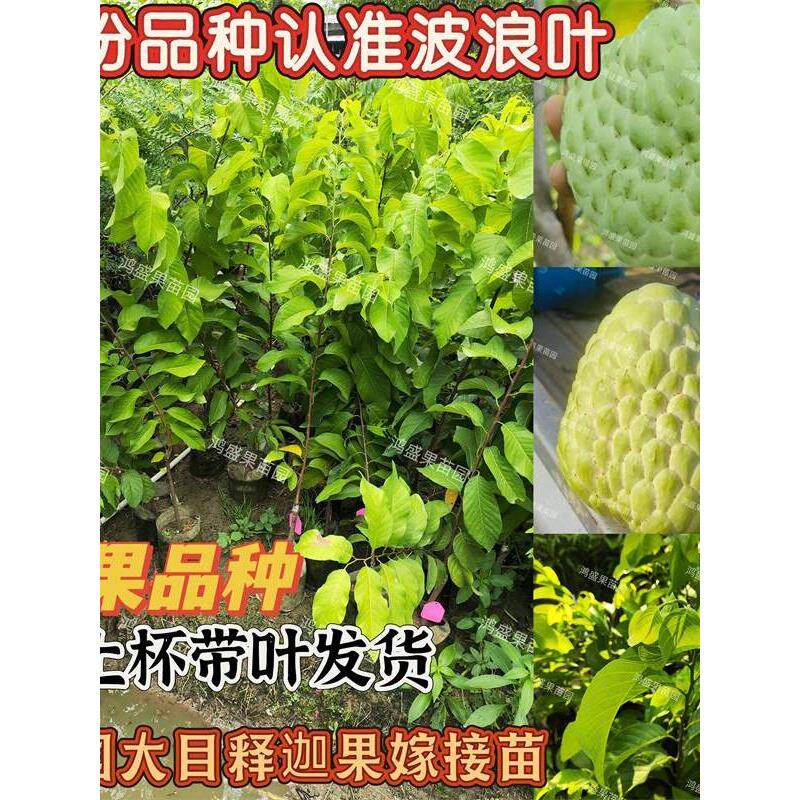 正宗泰国大目牛奶释迦嫁接树苗释迦果苗波浪叶自花授粉大果新品种