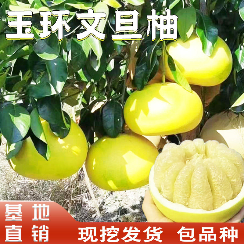 玉环文旦柚苗嫁接柚子树苗文旦柚子树苗南方庭院盆栽地栽当年结果