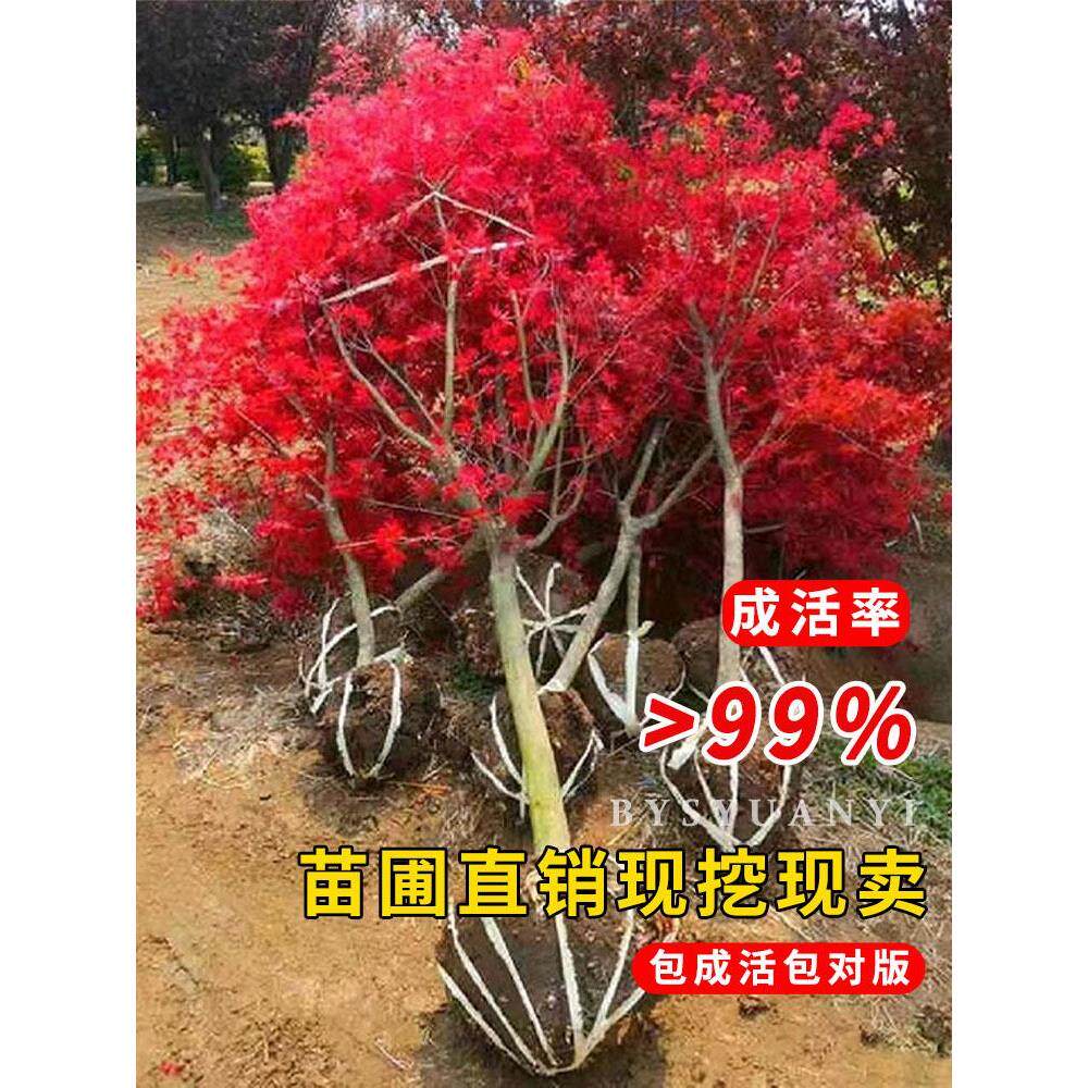 红枫树苗日本四季红舞姬中国红枫盆景枫叶庭院别墅耐寒风景树大树
