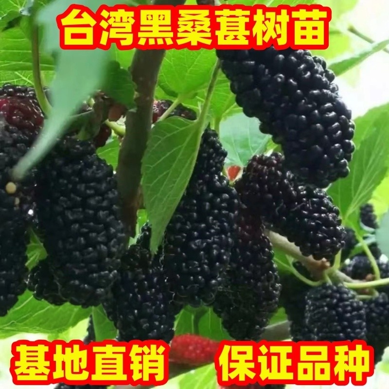 桑葚树苗台湾黑桑葚树苗无籽大什桑葚树苗南北方盆栽地栽当年结果