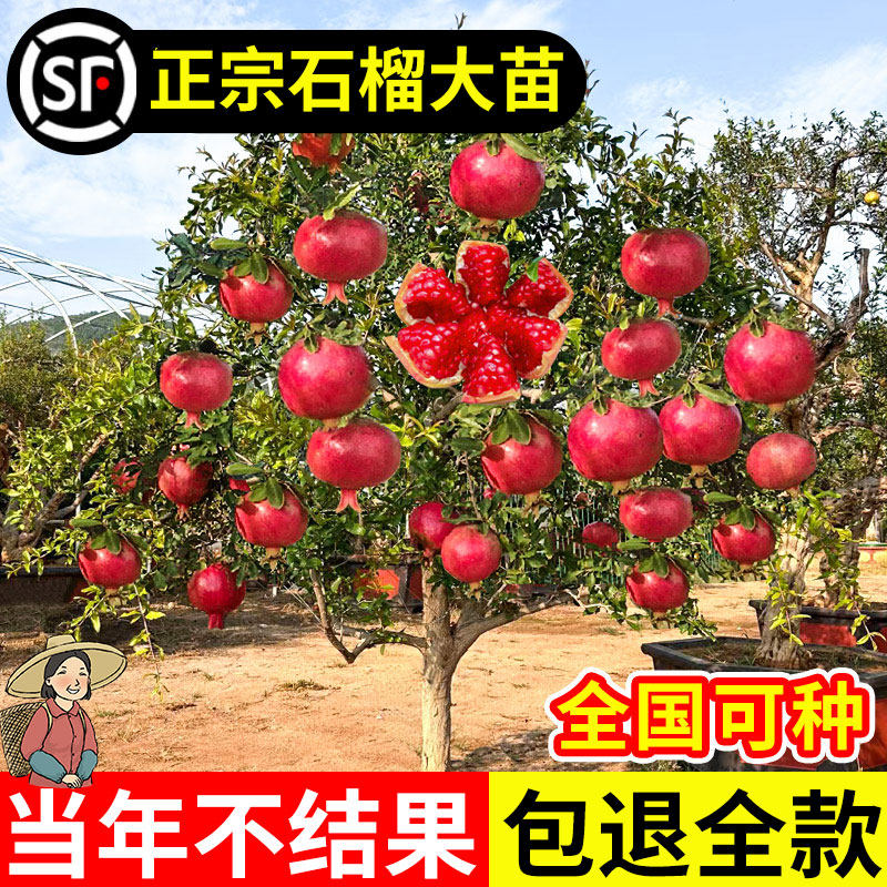 正宗石榴大苗大果突尼斯软籽石榴树庭院地栽无籽果树盆栽四季好养,鲜花速递/花卉仿真/绿植园艺,果树,淘宝优惠券,粉丝福利购,淘宝优惠卷