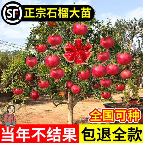正宗石榴大苗大果突尼斯软籽石榴树庭院地栽无籽果树盆栽四季好养