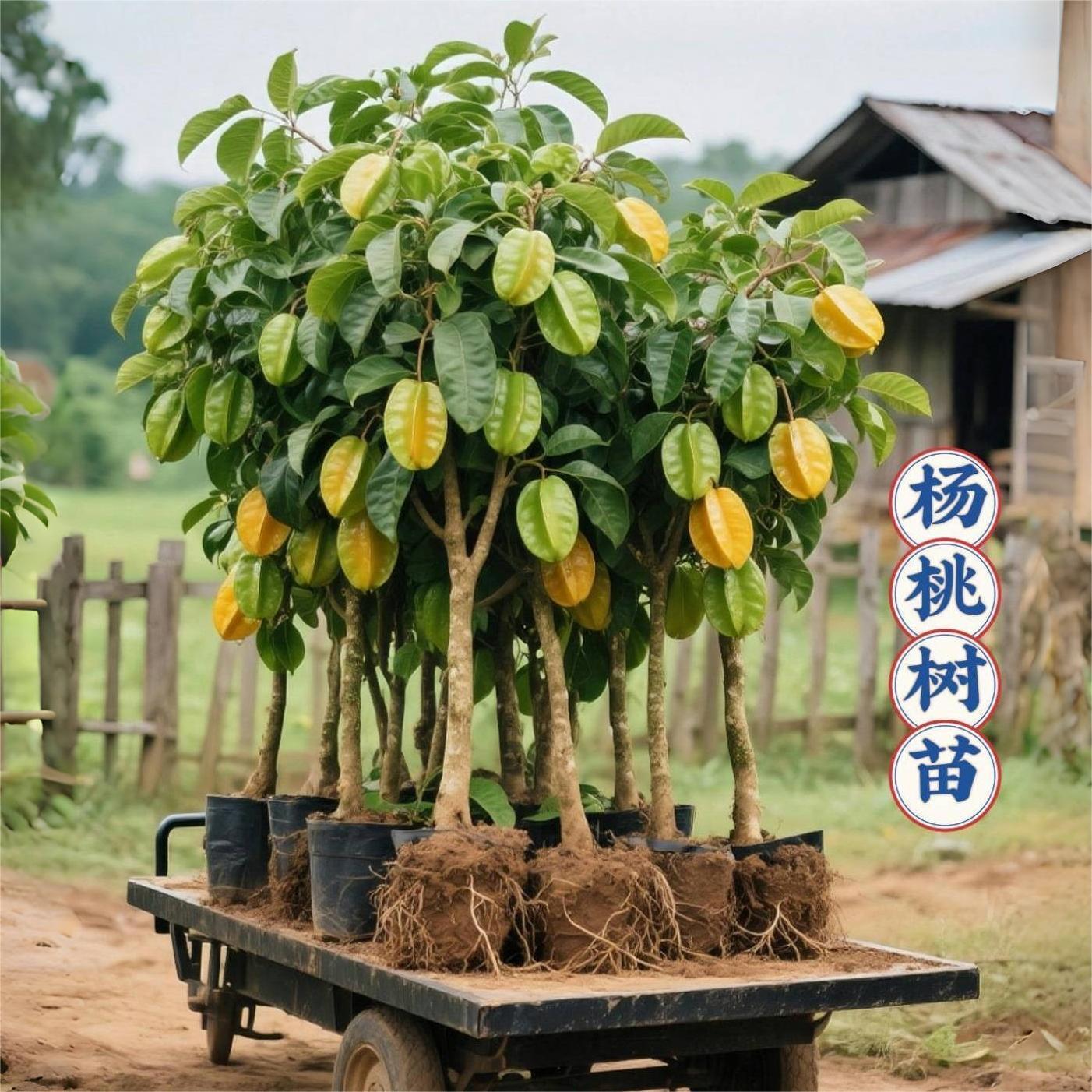 正宗嫁接杨桃树苗四季结果清甜无渣甜杨桃酸杨桃树苗盆栽庭院种植